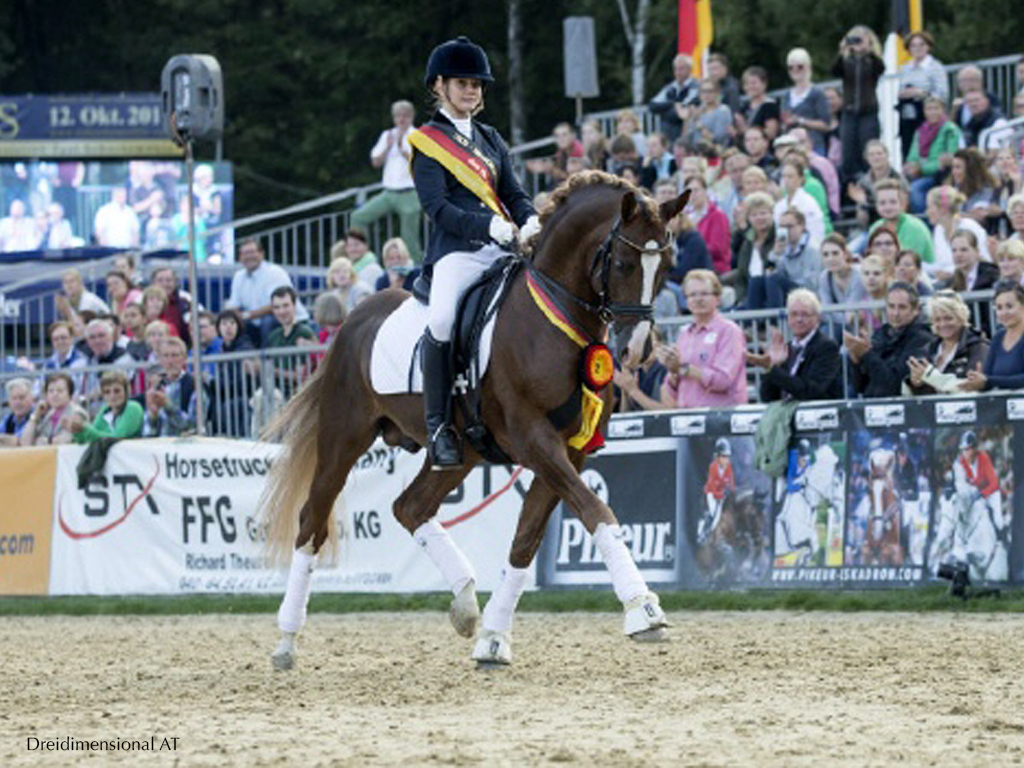The Westfalen German Riding Pony (Deutsches Reitpony) is renowned the world...